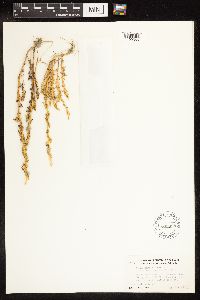 Oxybasis glauca var. salina image