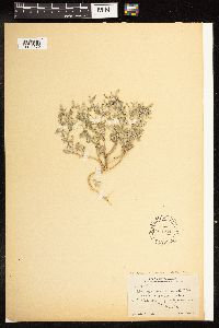 Chenopodium incanum var. incanum image