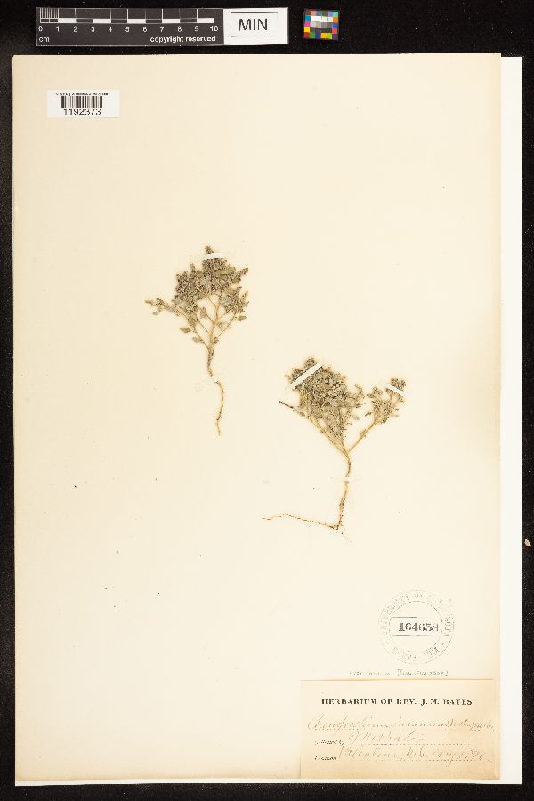 Chenopodium incanum image