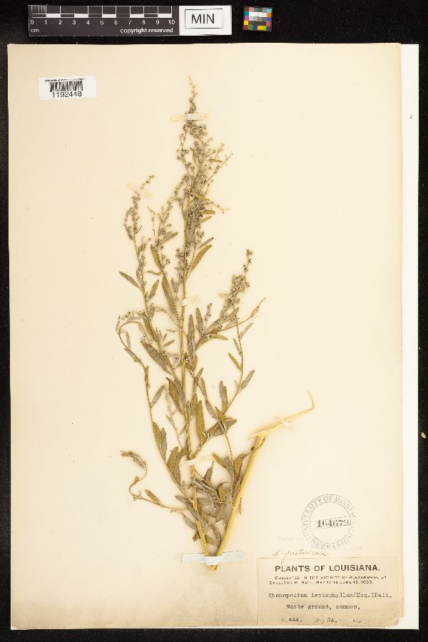 Chenopodium image