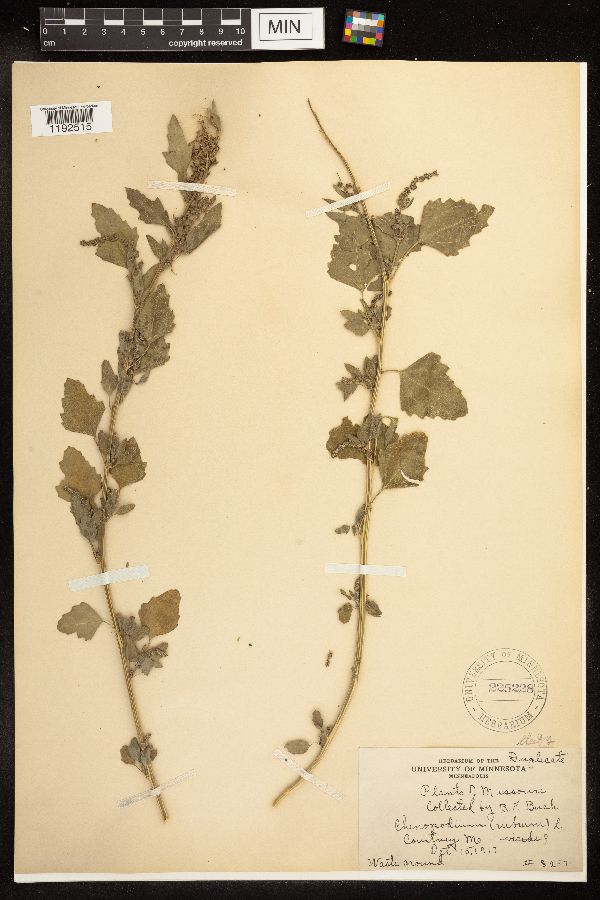 Oxybasis rubra image