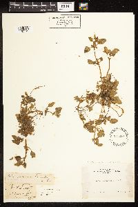 Chenopodium rubrum image