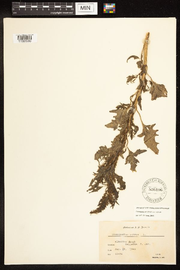 Oxybasis rubra image