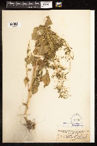 Chenopodium simplex image