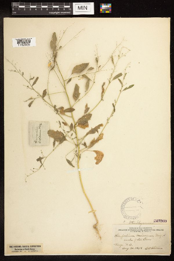 Chenopodium standleyanum image