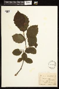 Alnus incana subsp. rugosa image