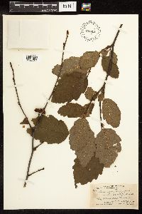 Alnus incana subsp. rugosa image