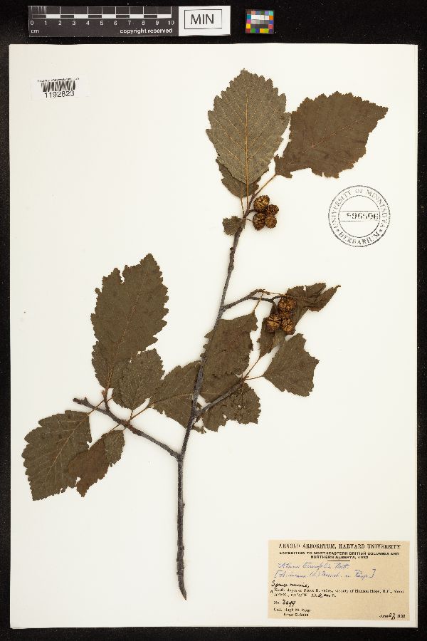 Alnus incana image