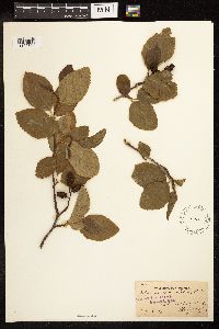 Image of Alnus rhombifolia