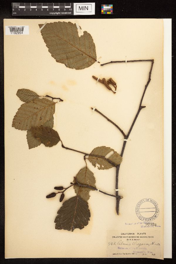 Alnus rubra image