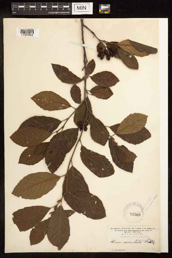 Alnus image