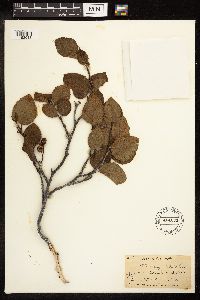 Alnus viridis subsp. crispa image