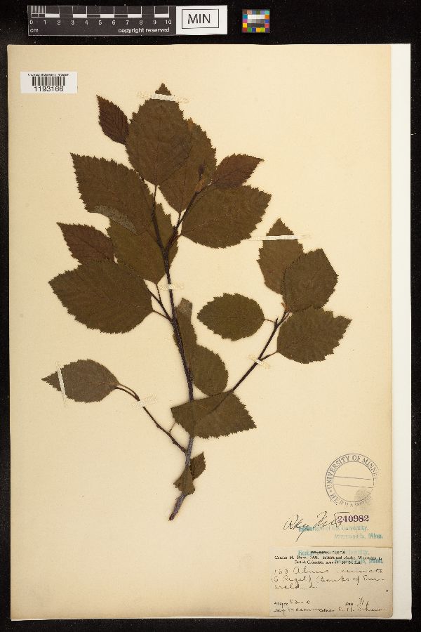 Alnus viridis subsp. sinuata image