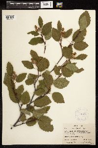 Alnus viridis image