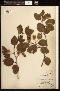 Alnus viridis subsp. sinuata image