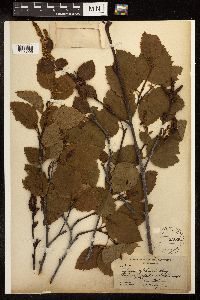 Alnus viridis subsp. sinuata image