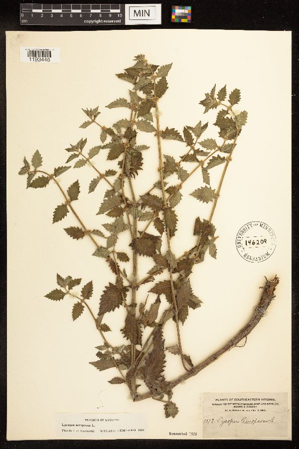 Lycopus europaeus image