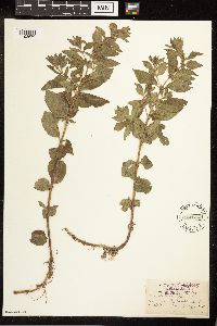 Mentha arvensis image