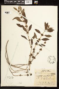 Mentha arvensis image