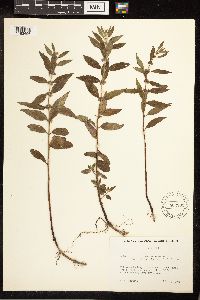 Mentha arvensis image