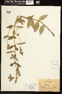 Mentha arvensis image