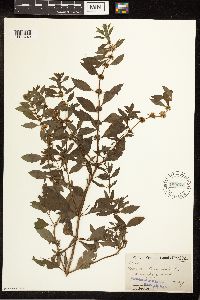 Mentha arvensis image