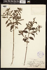 Mentha arvensis image