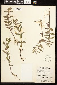 Mentha arvensis image