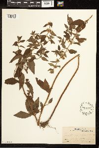 Mentha arvensis image