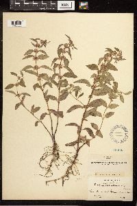 Mentha arvensis image