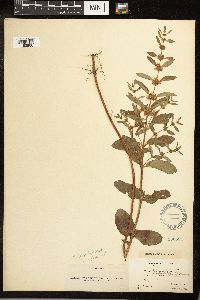 Mentha arvensis image