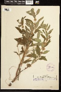 Mentha arvensis image