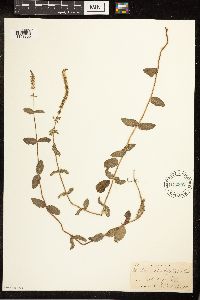 Mentha x rotundifolia image