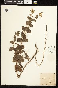 Mentha x rotundifolia image