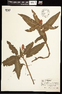 Persicaria amphibia image