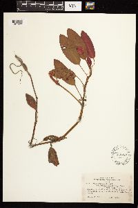 Persicaria amphibia image