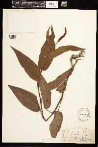 Persicaria amphibia image