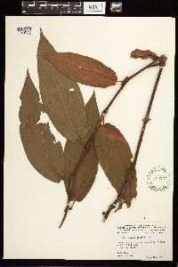 Persicaria amphibia image