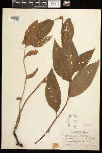 Persicaria amphibia image