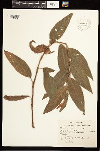 Persicaria amphibia image