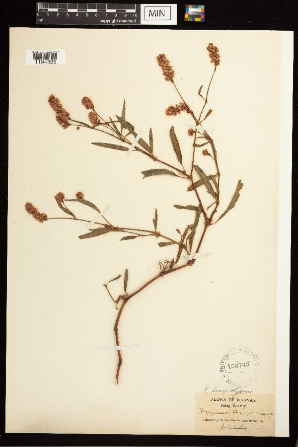 Persicaria bicornis image