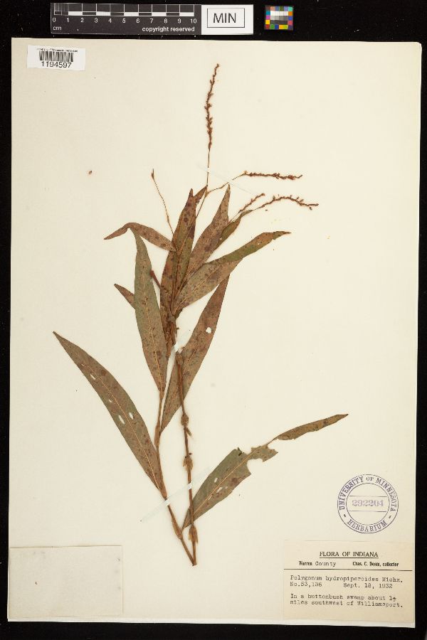 Persicaria hydropiperoides image