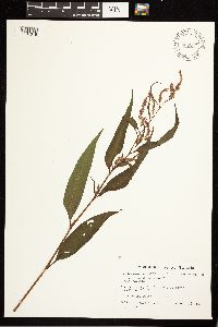 Persicaria lapathifolia image