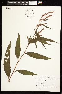 Persicaria lapathifolia image