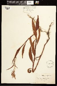 Persicaria lapathifolia image