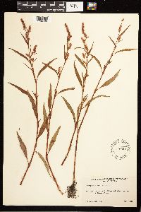 Persicaria lapathifolia image