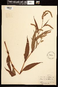 Persicaria lapathifolia image