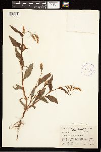 Persicaria lapathifolia image