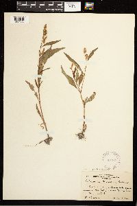 Persicaria lapathifolia image