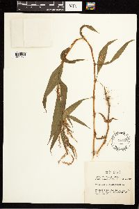 Persicaria lapathifolia image